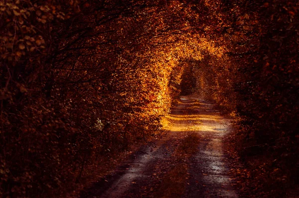 Tunel Stromů Horském Lese — Stock fotografie