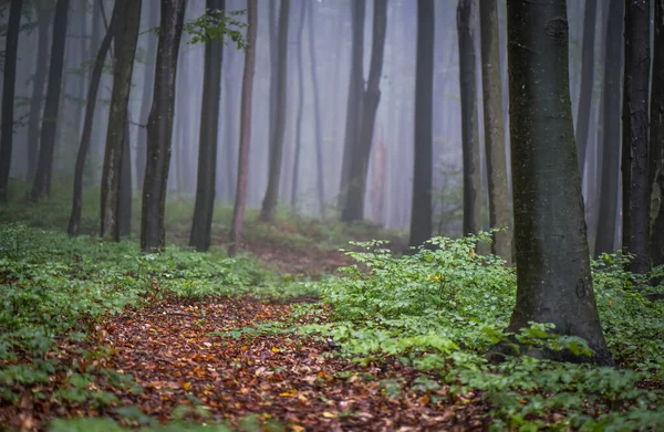 Pădurea Munte Toamna — Fotografie, imagine de stoc