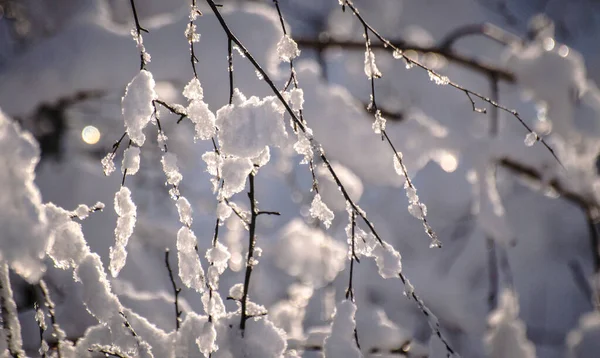 Alberi Innevati Nei Carpazi — Foto Stock