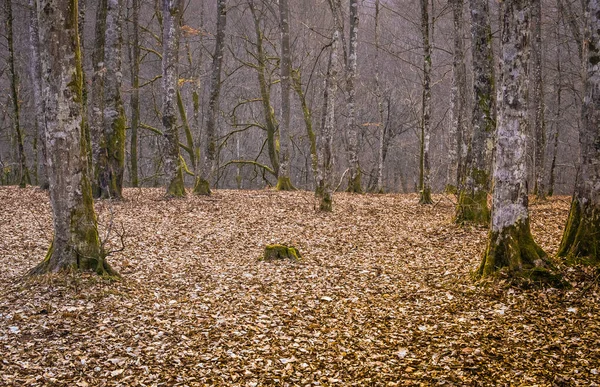 Landschaft Frühlingswald — Stockfoto