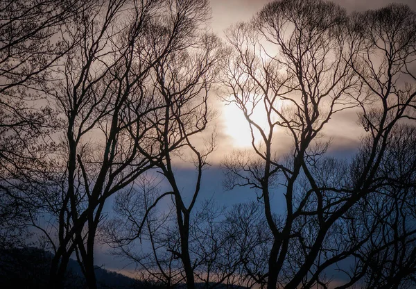 Hiver Dans Les Carpates — Photo