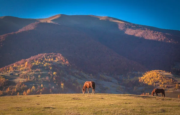 Caii Munții Toamnă — Fotografie, imagine de stoc