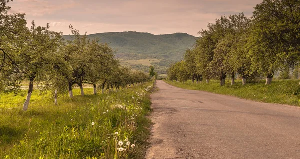 Primavera Nei Carpazi — Foto Stock