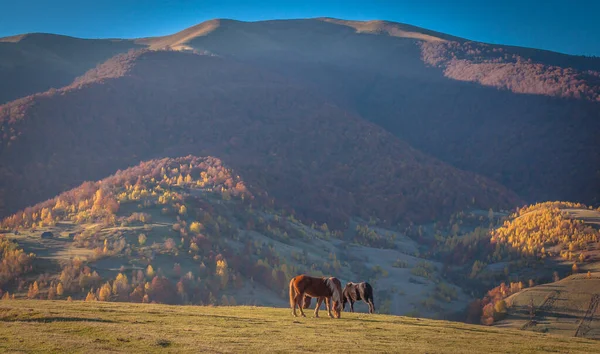 Pferde Den Herbstlichen Bergen — Stockfoto