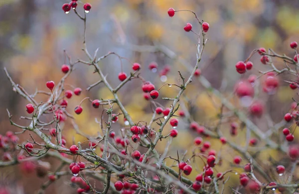 Het Bergwoud Herfst — Stockfoto