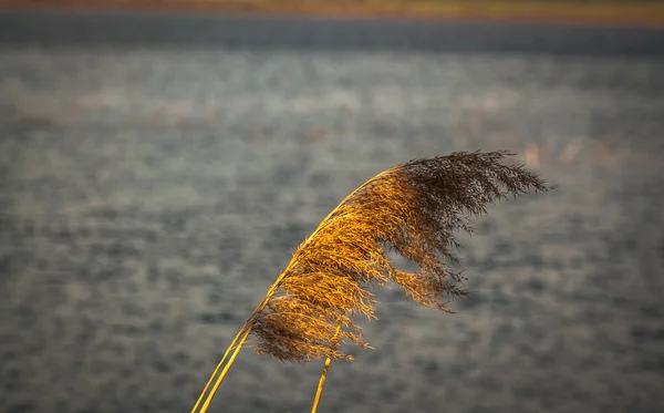 Spring Lake Transcarpathia — Fotografia de Stock