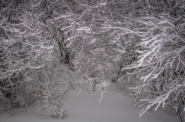 カルパティアの雪に覆われた木 — ストック写真