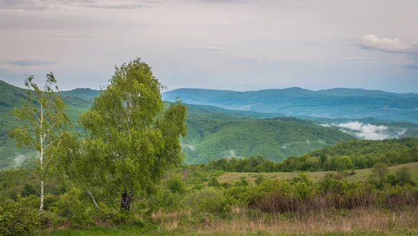 Весна Карпатах — стокове фото