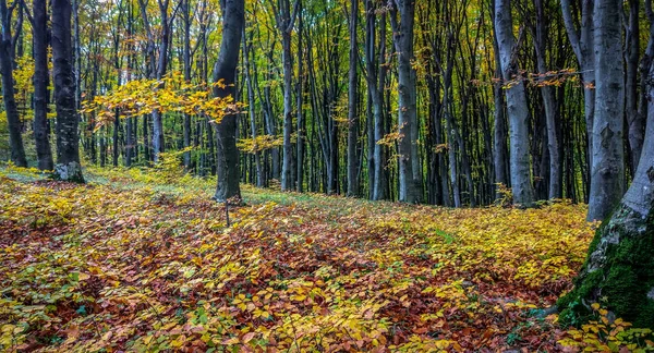 秋の山林で — ストック写真