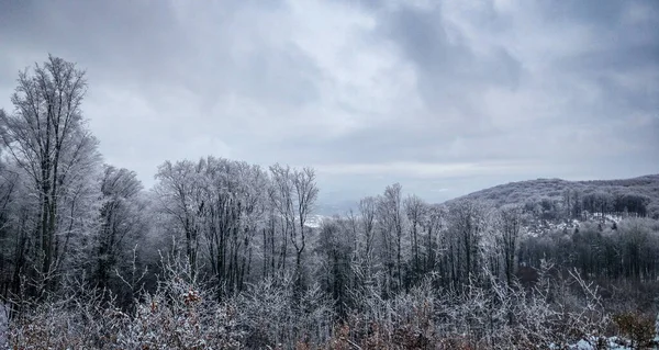 Hiver Dans Les Carpates — Photo