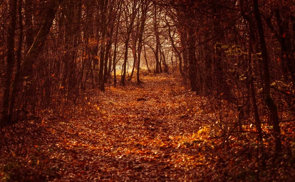 Bosque Montaña Otoño —  Fotos de Stock