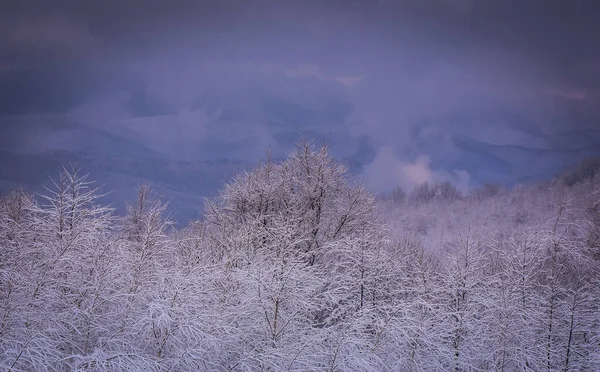 Iarna Carpați — Fotografie, imagine de stoc