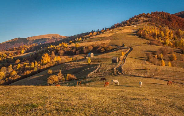 Лошади Осенних Горах — стоковое фото