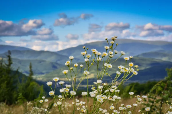 Sommar Karpaterna — Stockfoto