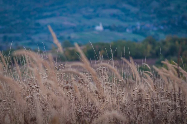 Karpatya dağlarında bir köyün manzarası