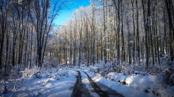 Winter Den Karpaten — Stockfoto
