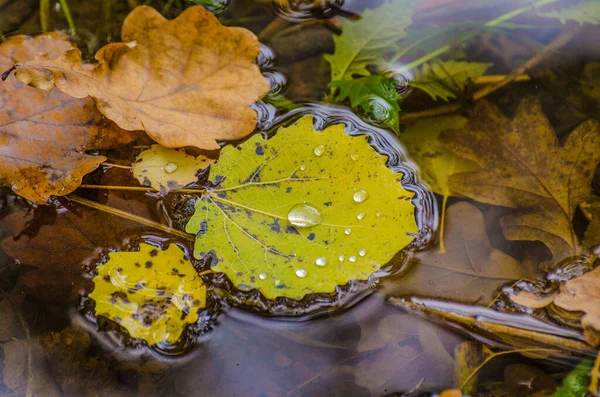 Nella Foresta Montagna Autunno — Foto Stock