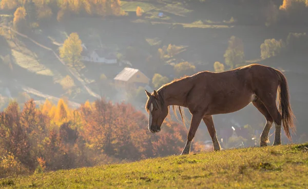 Caballos Las Montañas Otoño — Foto de Stock