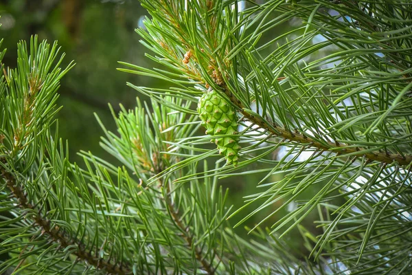 Flora Ormanı temsilcileri.