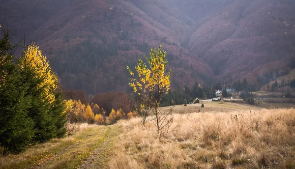 Ландшафти Осінніх Карпат — стокове фото