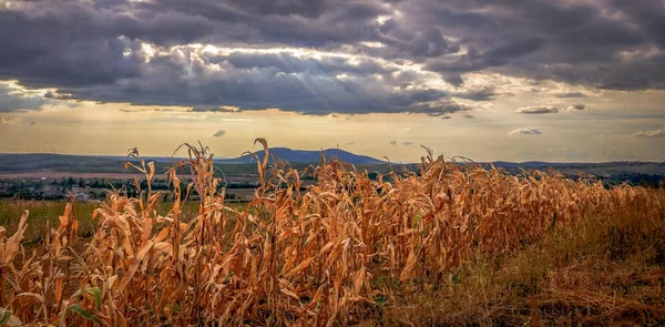 Campo Milho Campo Outono — Fotografia de Stock