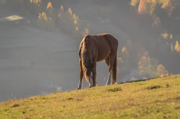 Horses Autumn Mountains — Stock Photo, Image
