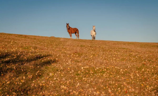 Chevaux Dans Les Montagnes Automne — Photo