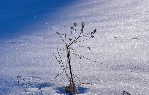 Zima Karpatach — Zdjęcie stockowe