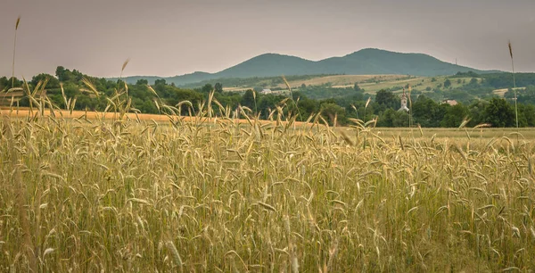 Été Dans Les Carpates — Photo