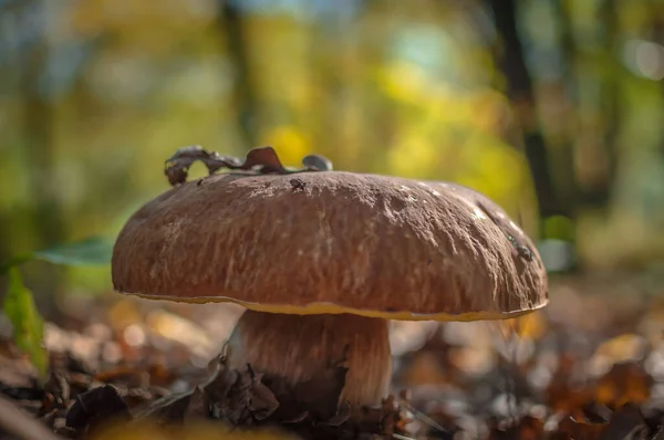 秋の山林のキノコ — ストック写真