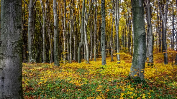 秋の山林で — ストック写真