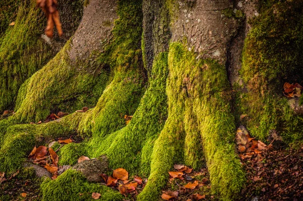 Floresta Montanha Outono — Fotografia de Stock