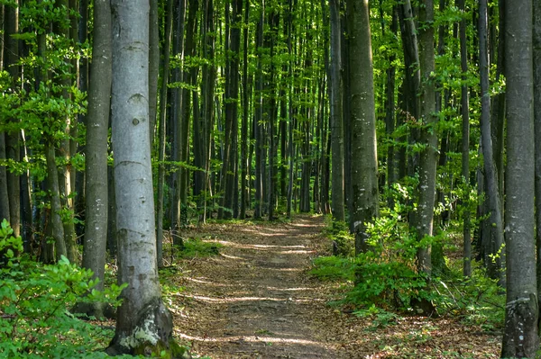 Peisaj Pădurea Primăvară — Fotografie, imagine de stoc