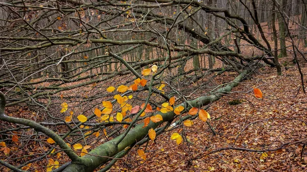 Sonbaharda dağ ormanında