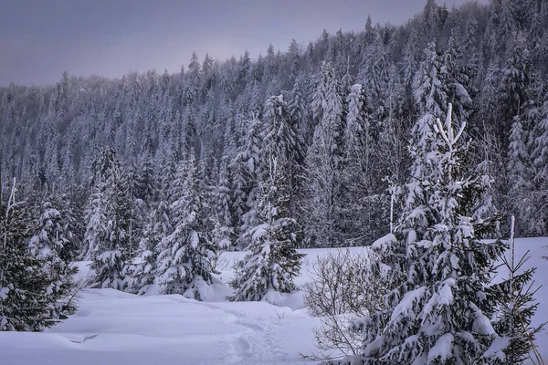 Iarna Carpați — Fotografie, imagine de stoc