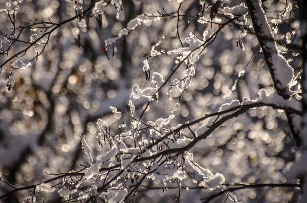 喀尔巴阡山脉的雪覆盖了树木 — 图库照片
