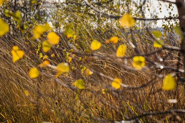 Fjällskogen Hösten — Stockfoto