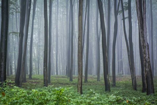 Ősszel Hegyi Erdőben — Stock Fotó