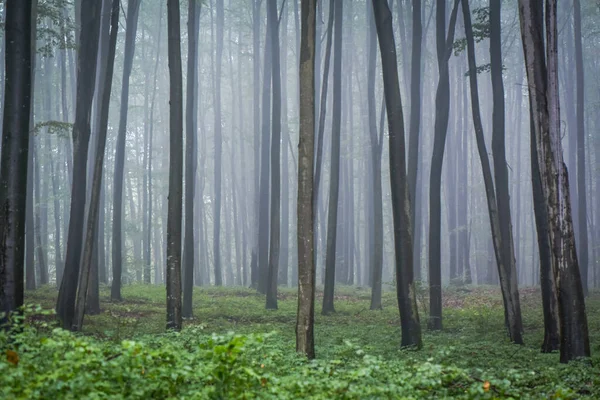 Bosque Montaña Otoño —  Fotos de Stock