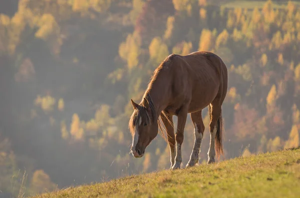 Horses Autumn Mountains — Stock Photo, Image