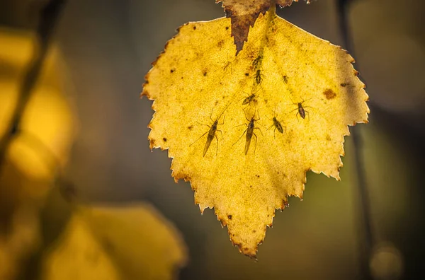 Fjällskogen Hösten — Stockfoto