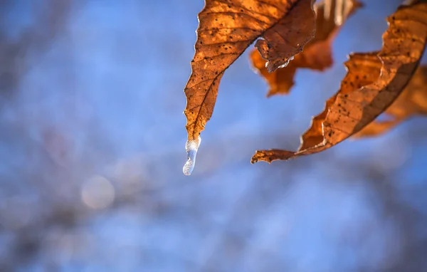 喀尔巴阡山脉的雪覆盖了树木 — 图库照片