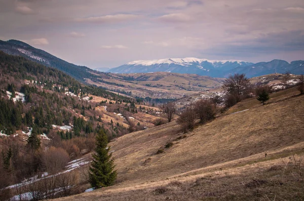 Spring Carpathians — Free Stock Photo