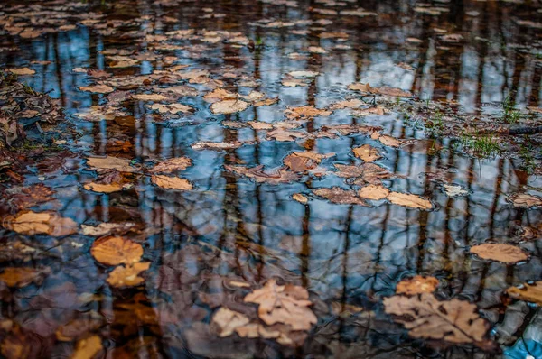 Landschaften Der Herbstlichen Karpaten Seen Und Flüsse — Stockfoto