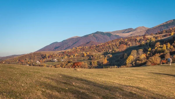 Лошади Осенних Горах — стоковое фото