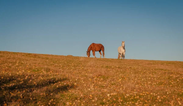 Chevaux Dans Les Montagnes Automne — Photo