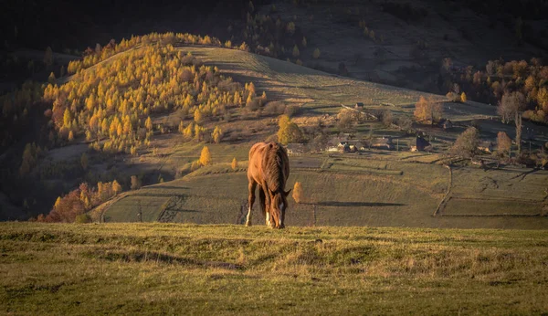Caii Munții Toamnă — Fotografie, imagine de stoc