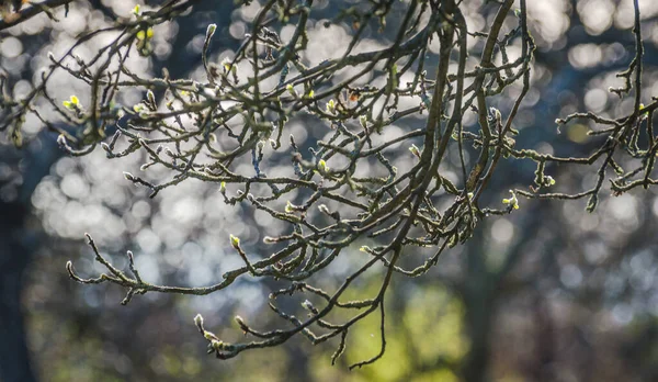 Primavera Jardín — Foto de Stock