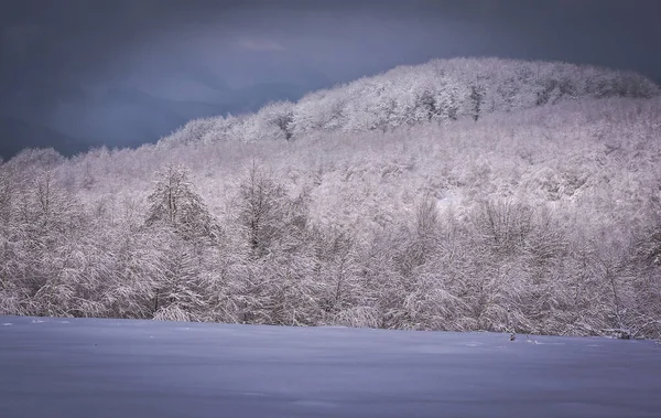 Invierno Los Cárpatos — Foto de Stock