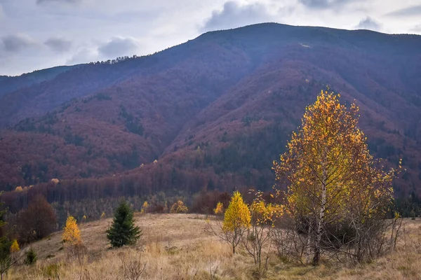 Paisagens Outono Montanhas Cárpatas — Fotografia de Stock